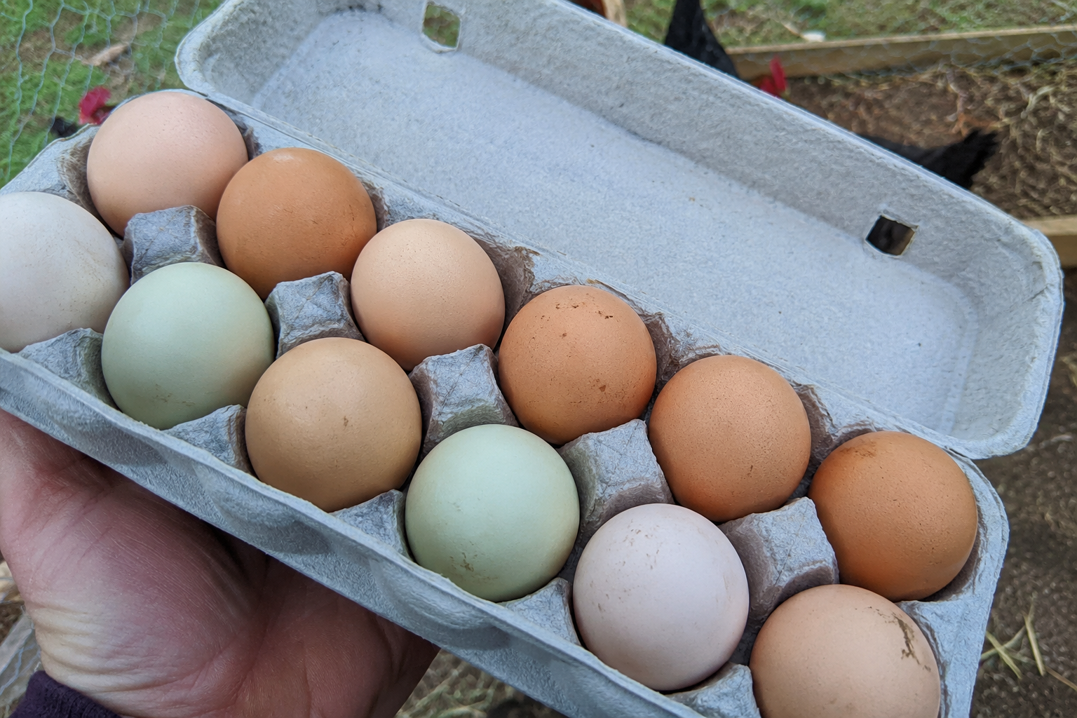 Fresh eggs!