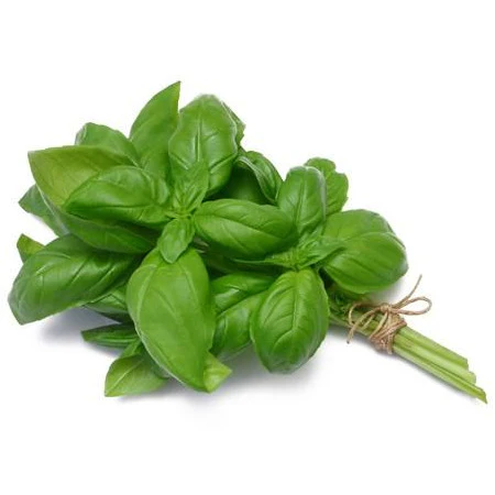 Fresh Picked Basil